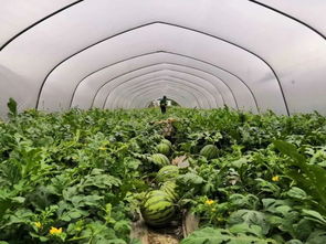 溫州時令 以節(jié)氣命名的溫州特產 芒種蝦皮 有何故事